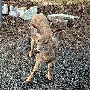 Meet your Posher, Lena